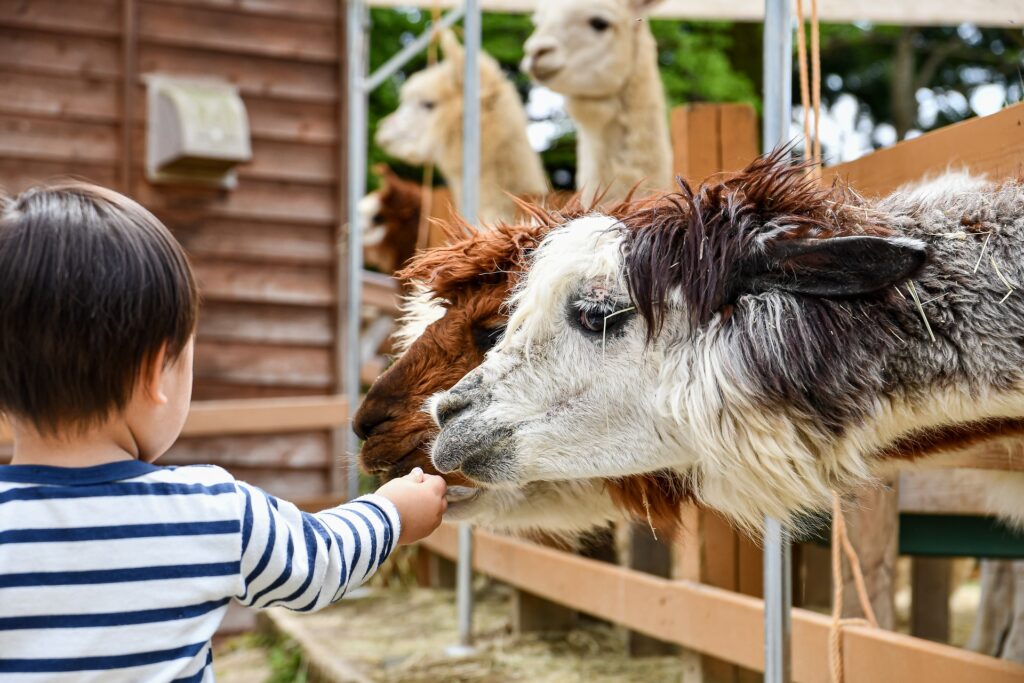 Un enfant donne à manger à un lama